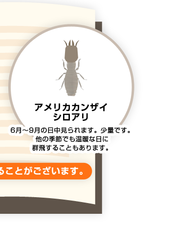 アメリカカンザイシロアリ 6月~9月の日中見られます。少量です。他の季節でも温暖な日に群飛することもあります。