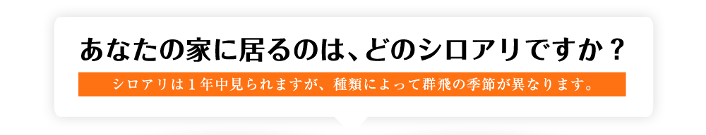 あなたの家に居るのは、どのシロアリですか？シロアリは１年中見られますが、種類によって群飛の季節が異なります。