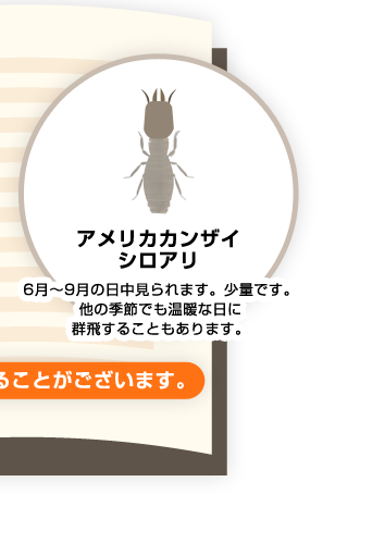 アメリカカンザイシロアリ 6月～9月の日中見られます。少量です。他の季節でも温暖な日に群飛することもあります。
