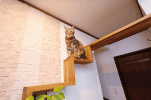 調湿タイルと猫