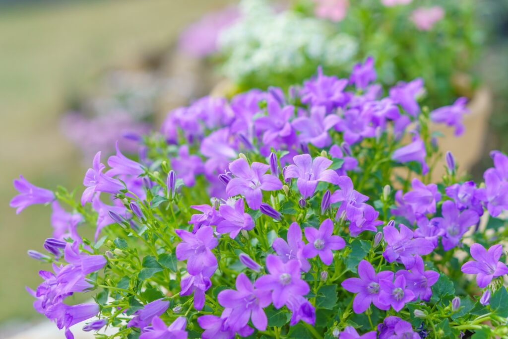 オトメギキョウ